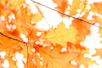 autumn background oak leaves, selective focus