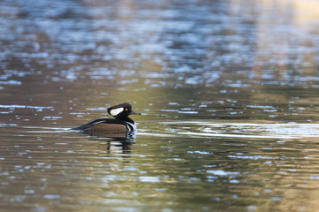 hooded merganser in spring