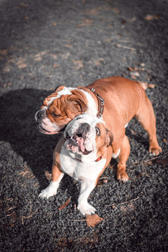 Couple of English bulldogs playing outdoor