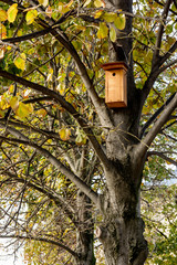 A wooden nest box installed in a linden tree.