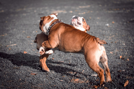 Couple of English bulldogs playing outdoor,selective focus and blurred motion