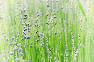 Blossoming of lilac lavender flower in green grass at summer time, natural floral seasonal background