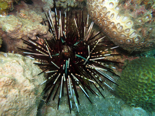 Bleistift-Diademseeigel (Echinothrix calamaris)