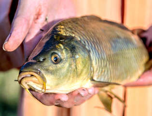 Fish carp in the hands