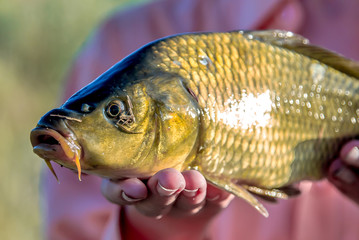 Fish carp in the hands