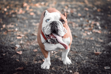 Obraz premium Portrait of female English bulldog with blue eye,selective focus