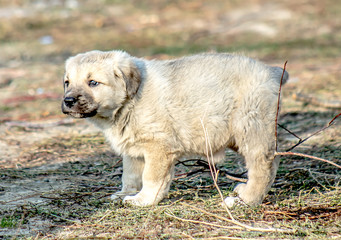 Alabai puppy in nature