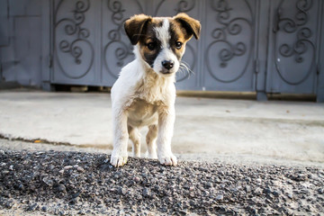 Little dog puppy in the city on the asphalt