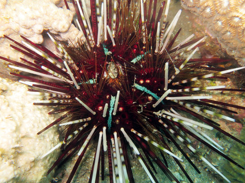 Bleistift-Diademseeigel (Echinothrix calamaris)