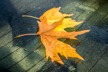 Autumn leaf on the car glass