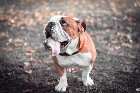 Cute English bulldog posing outdoor,selective focus