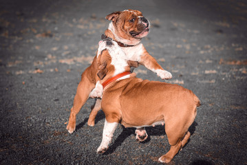 English bulldogs playing in the park,selective focus and blurred motion