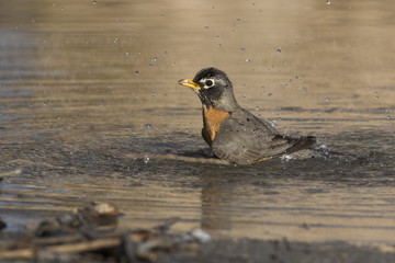 bathing american robin