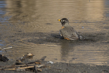 bathing american robin