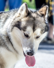 Husky dog ​​head