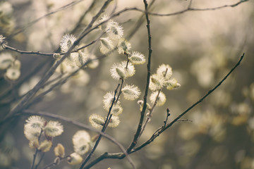 Blooming willow branch in springtime, seasonal vintage easter background with copy space