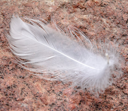 Swan feather on a granite stone