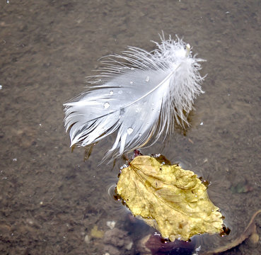 Swan's feather on the water