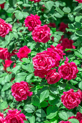 rosebush