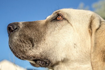 Muzzle of a big white dog in nature