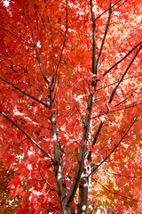 Sugar maple tree, red in the fall