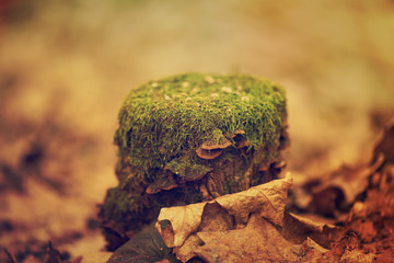Forest stump with green moss and wood mushrooms, autumn seasonal background