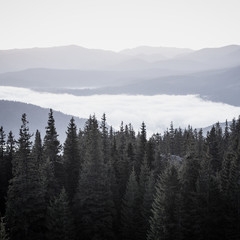 Foggy morning landscape with mountain range and fir forest in hipster vintage retro style