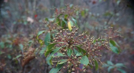 Mountain Laurel winter seed cases
