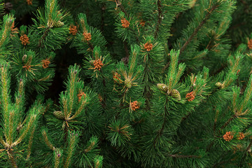 Background of Christmas tree branches