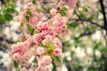 Fresh pink flowers of sakura growing in the garden, natural spring outdoor background