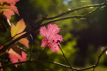 Twig and red leaves