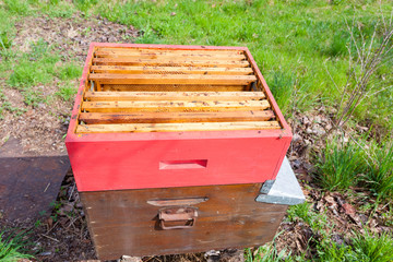 Open hive, beekeeping