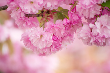 Fresh pink flowers of sakura growing in the garden, natural spring outdoor background