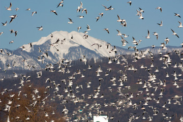 A lot of seagulls on a background of mountains