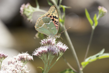 A butterfly drinking from a flower.
