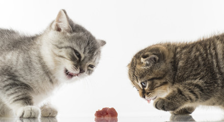 portrait of kittens of Scottish Fold cats eagerly eat meat on white background