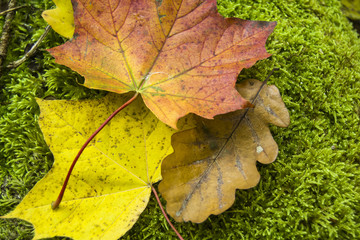 Colorful maple leaves