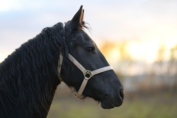 beautiful black horse
