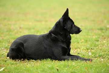 Chien de Garde détouré