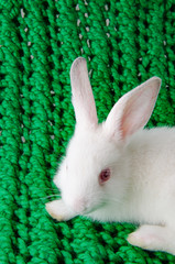 White rabbit on green background