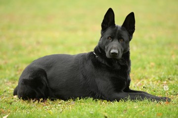 Chien de Garde détouré