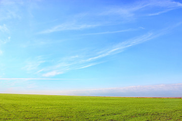 Fototapeta na wymiar Nature background. Green grass field against a blue sky with wispy white clouds