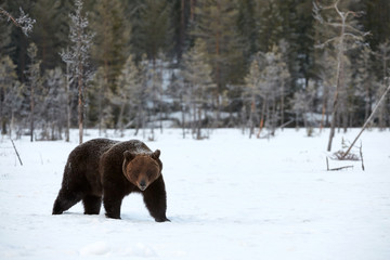 Wild brown bear in the snow