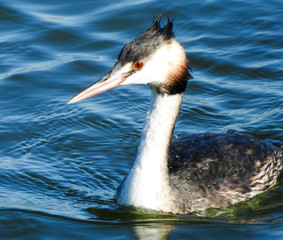 Great-crested Grebe (Podiceps cristatus)