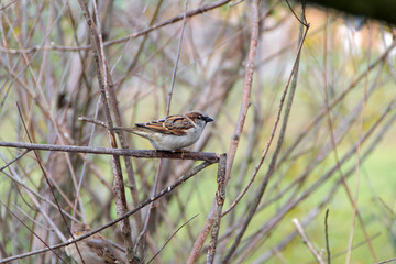 Sparrow, Old word sparrow