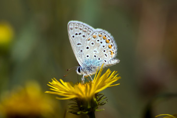 common blue (Polyommatus icarus)