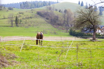beautiful meadow with a horse on the mountains in the spring time