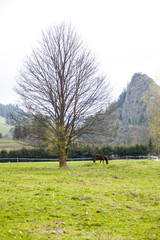 beautiful meadow with a horse on the mountains in the spring time