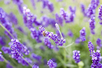 fields of lavender on the summer time