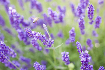 fields of lavender on the summer time